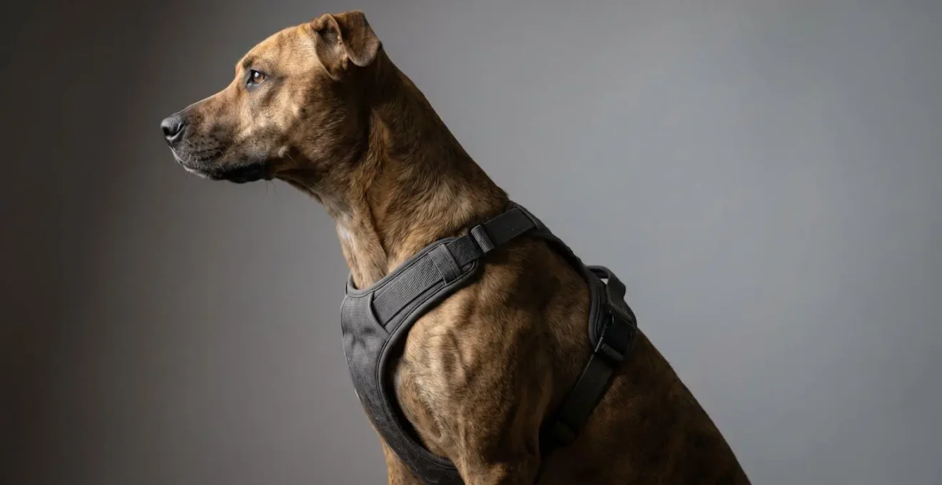 Vue latérale d'un chien montrant la région cervicale et thoracique avec mise en évidence des zones de répartition de force