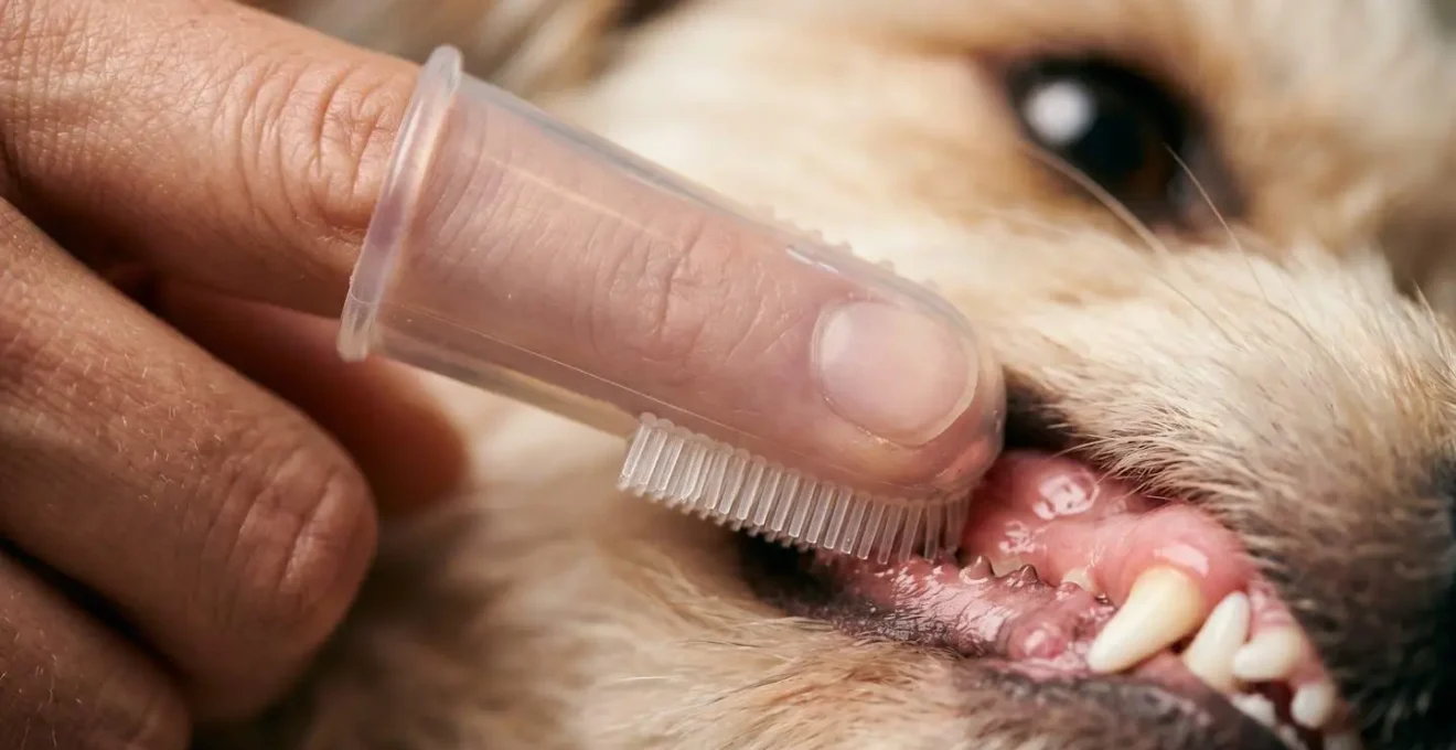 Gros plan sur une main utilisant un doigtier en silicone pour masser les gencives d'un petit chien
